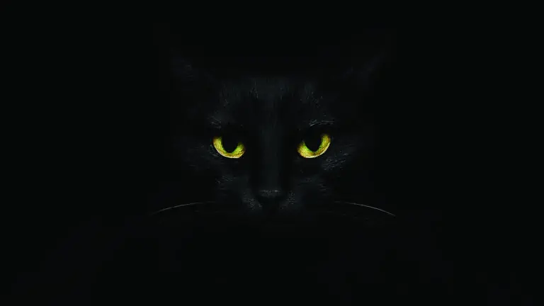 Schwarze Katze