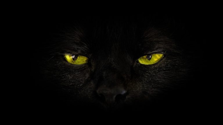 BlackCat