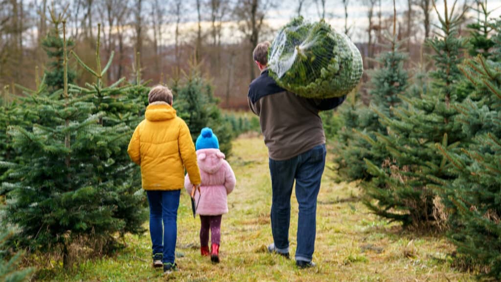 Weihnachtsbaum der Kauf im bleibt die Ausnahme